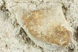 Fossil Primitive Whale (Pappocetus) Molar in Situ - Morocco #238074-2